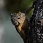Squirrel6.jpg