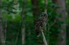 Owls-507916.jpg