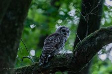 Owls-507931.jpg