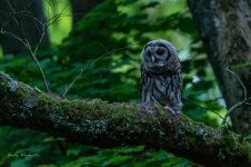 Owls-507949.jpg
