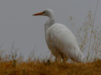 Egret2.jpg