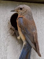 Bluebird.jpg