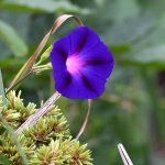 MorningGlory.jpg