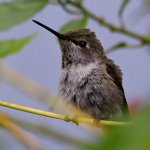 Hummer2.jpg
