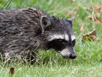 Racoon4.jpg