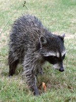 Racoon5.jpg