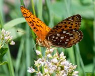 Fritillary-500.jpg