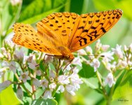 Fritillary-501.jpg