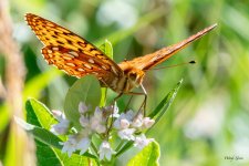 Fritillary-502.jpg