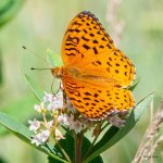 Fritillary-503.jpg