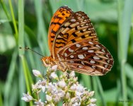 Fritillary-504.jpg