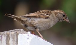 female sparrow.jpg