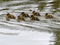 Ducklings.jpg