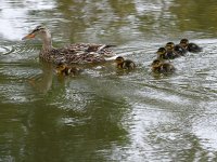 Ducklings2.jpg