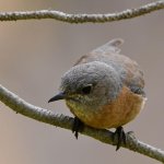 Bluebird10.jpg