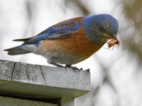 Bluebird16.jpg
