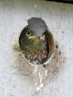Bluebird17.jpg