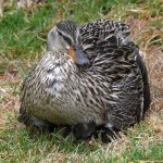 Ducklings5.jpg