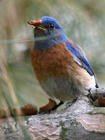 Bluebird22.jpg