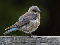Bluebird24.jpg