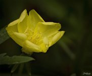 Buttercup flower.jpg