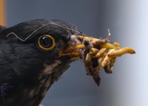 bb feeding.jpg