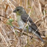 Goldfinch.jpg