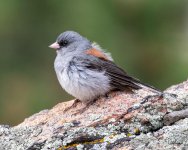 Junco-500.jpg