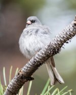 Junco-502.jpg