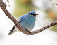 Bluebird-510.jpg