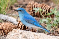 Bluebird-511.jpg