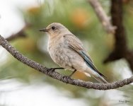 Bluebird-512.jpg