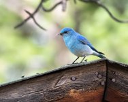 Bluebird-513.jpg