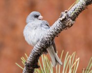 Junco-501.jpg