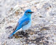 Bluebird-520.jpg