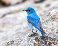 Bluebird-521.jpg