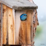 Bluebird-525.jpg