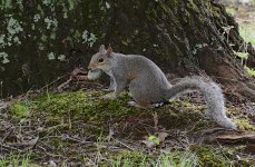 squirell_food-19jun20.jpg