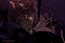 06-17-20-cr_D7K3047-ON1.jpg