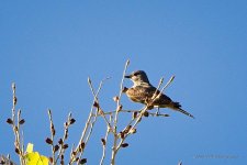 06-19-20-cr_D7K3079-ON1.jpg