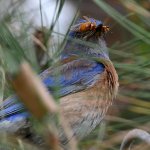Bluebird.jpg