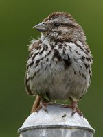 Sparrow4.jpg