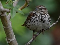 Sparrow13.jpg