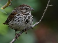Sparrow12.jpg