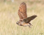 BurrowingOwlFlight-525.jpg