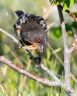 SpottedTowhee-501.jpg