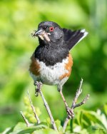 SpottedTowhee-502.jpg