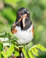SpottedTowhee-503.jpg