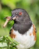 SpottedTowhee-504.jpg