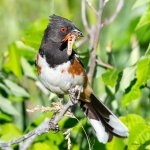 SpottedTowhee-505.jpg